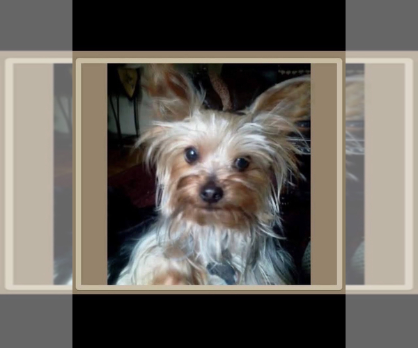 Medium Photo #1 Yorkshire Terrier Puppy For Sale in N SYRACUSE, NY, USA