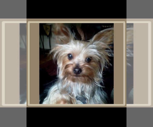 Father of the Yorkshire Terrier puppies born on 11/26/2022