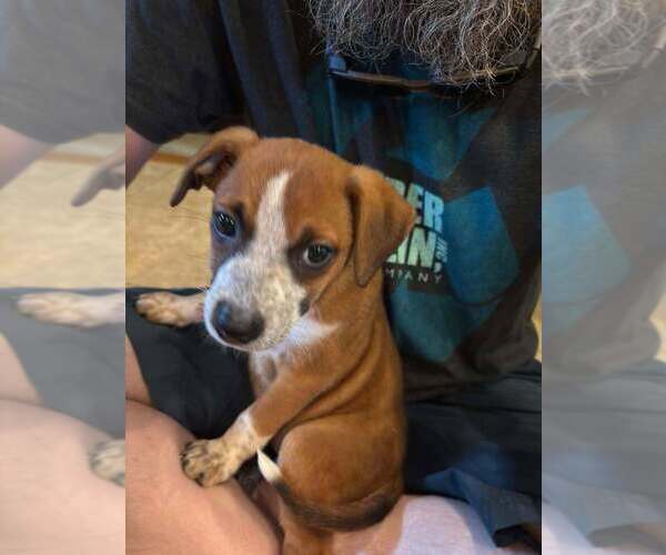Medium Photo #3 Mutt Puppy For Sale in Glen Haven, WI, USA