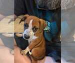 Small #2 Mutt