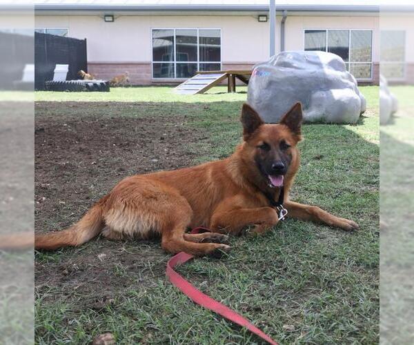 Medium Photo #1 Mutt Puppy For Sale in San Antonio, TX, USA