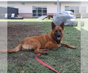 Mutt Dogs for adoption in San Antonio, TX, USA