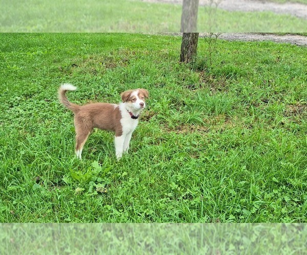 Medium Photo #4 Border-Aussie Puppy For Sale in BLUE RIVER, WI, USA