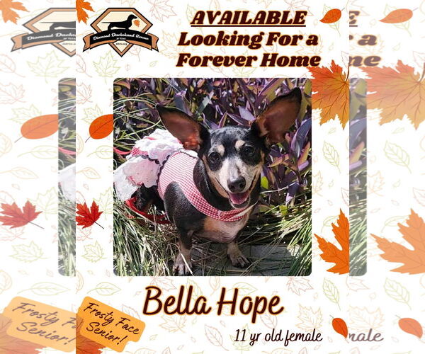 Medium Photo #31 Dachshund-Unknown Mix Puppy For Sale in San Antonio, TX, USA