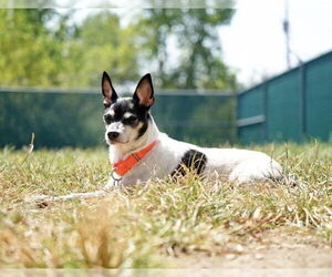 Chihuahua Dogs for adoption in Springfield, MA, USA