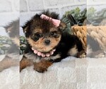 Small #13 Morkie