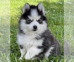 Small Photo #8 Pomsky Puppy For Sale in BAXTER, TN, USA