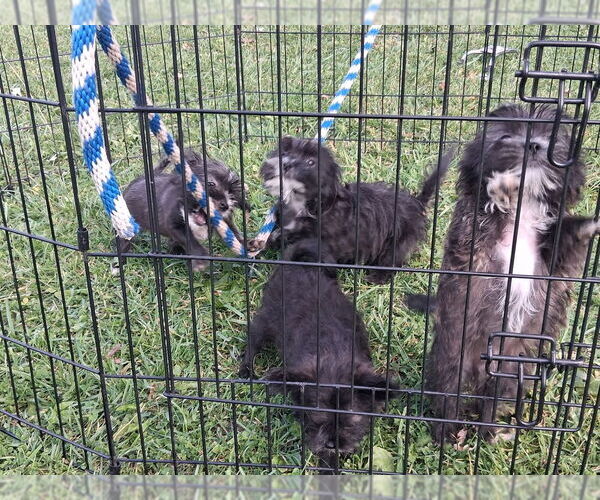 Medium Photo #2 Shorkie Tzu Puppy For Sale in MOUNT PLEASANT, MI, USA