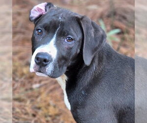 Boxer-Unknown Mix Dogs for adoption in Canton, CT, USA