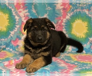 German Shepherd Dog Puppy for sale in LANCASTER, PA, USA