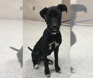 Labrador Retriever Dogs for adoption in Conroe, TX, USA