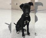 Small Labrador Retriever