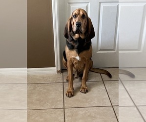 Father of the Bloodhound puppies born on 03/30/2026
