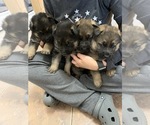 Small Photo #1 German Shepherd Dog Puppy For Sale in WHEATFIELD, IN, USA