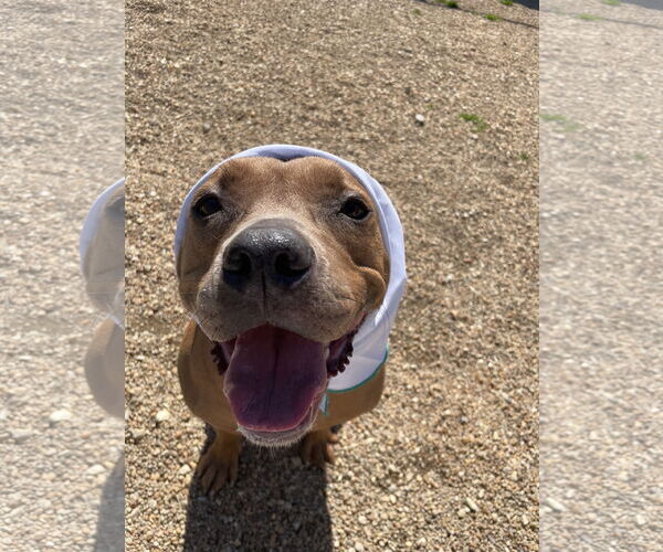 Medium Photo #11 American Pit Bull Terrier Puppy For Sale in Virginia Beach, VA, USA