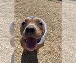 Small #10 American Pit Bull Terrier