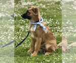 Small #3 German Shepherd Dog