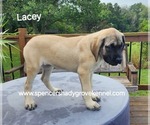 Small #7 Mastiff