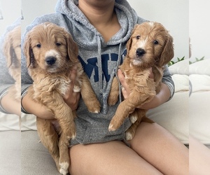 Goldendoodle Puppy for sale in MURRIETA, CA, USA