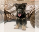 Small Photo #51 German Shepherd Dog Puppy For Sale in BRIGHTON, CO, USA
