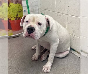 Mutt Dogs for adoption in San Bernardino, CA, USA