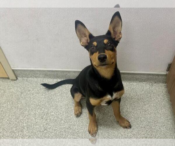 Medium Photo #1 Australian Kelpie-Unknown Mix Puppy For Sale in Fort Collins, CO, USA