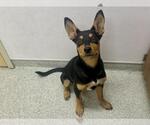 Small Australian Kelpie Mix