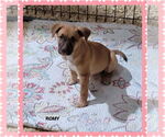 Small #1 Mutt