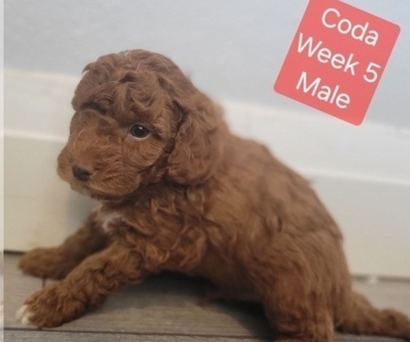 Medium Photo #9 Goldendoodle (Miniature) Puppy For Sale in MILFORD, UT, USA