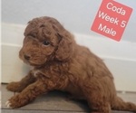 Small #8 Goldendoodle (Miniature)