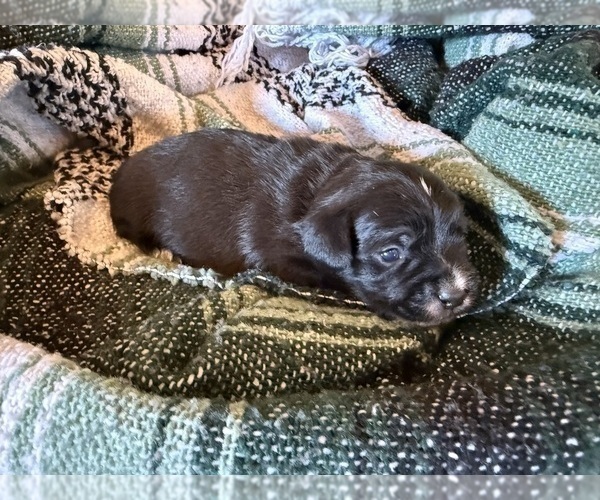 Medium Photo #5 Dachshund Puppy For Sale in DOTHAN, AL, USA