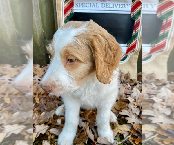 Medium Photo #14 F2 Aussiedoodle Puppy For Sale in CHAPEL HILL, NC, USA