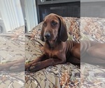 Small #2 Redbone Coonhound