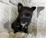 Small #5 French Bulldog