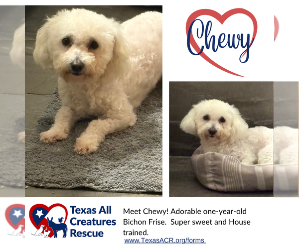 Medium Photo #1 Bichon Frise Puppy For Sale in Lillian, TX, USA