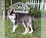 Small #4 Siberian Husky