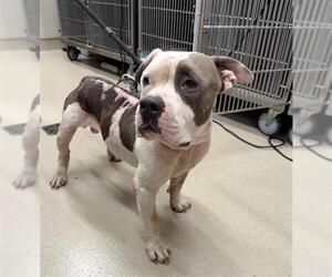 Mutt Dogs for adoption in Baytown, TX, USA