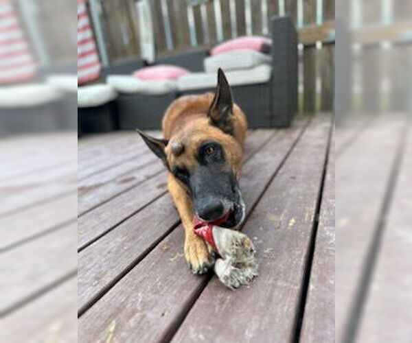 Medium Photo #2 Mutt Puppy For Sale in Stevens Point, WI, USA