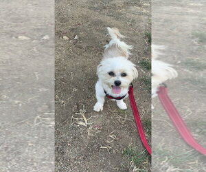 Mutt Dogs for adoption in Studio City, CA, USA