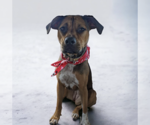 Mutt Dogs for adoption in Rockville, MD, USA