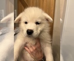 Puppy 1 Samoyed-Siberian Husky Mix
