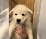 Puppy 0 Samoyed-Siberian Husky Mix