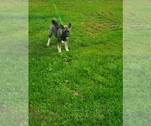 Norwegian Elkhound Puppy for sale in ROSEVILLE, IL, USA