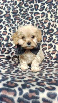 Medium Photo #5 Cavachon Puppy For Sale in EDEN, PA, USA
