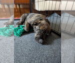 Small #2 Rottweiler-American Pit Bull Terrier