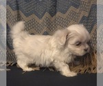 Small Photo #1 Maltese Puppy For Sale in SALEM, MO, USA