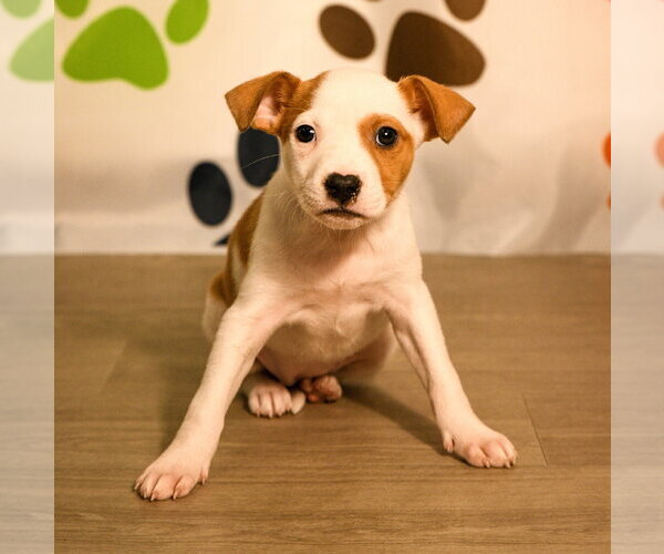 Medium Photo #6 Mutt Puppy For Sale in Brooklyn Center, MN, USA