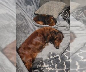 Dachshund Dogs for adoption in Charlottesville, VA, USA