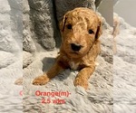 Puppy Orange Goldendoodle