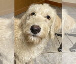 Small #1 Labrador Retriever Mix